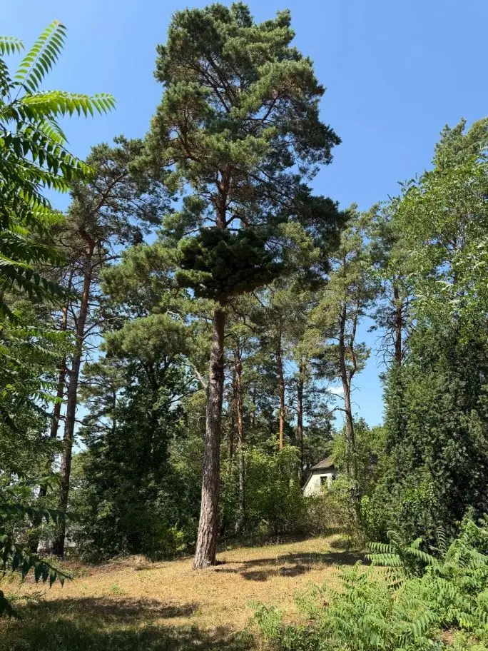 Grundstück Waldstraße
