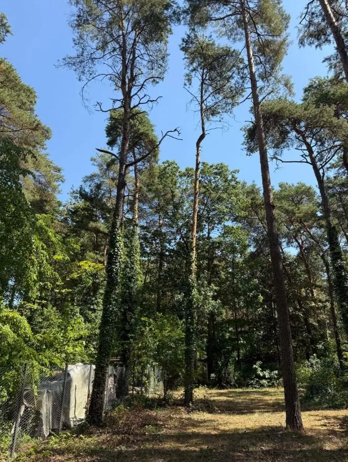 Grundstück Waldstraße